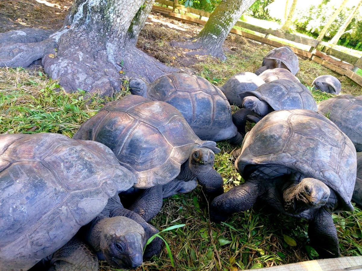 Le Vasseur La Buse Eco Resort Anse la blague Luaran gambar